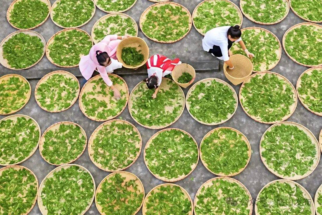 以“一片茶叶”带动三产融合鹤山“沏”出乡村富民大产业